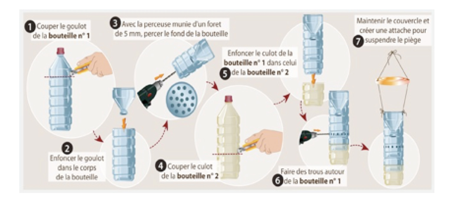 Piége frelons