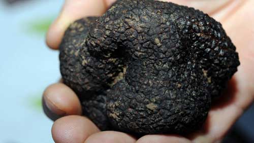 truffe2